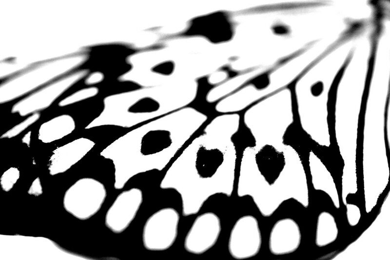 Butterfly Wing Pattern — Black