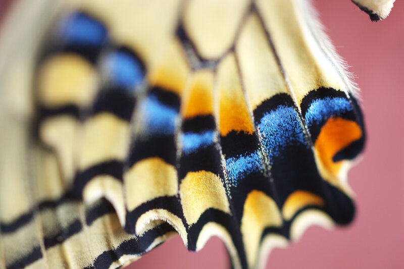 Butterfly Wing Pattern — Blue