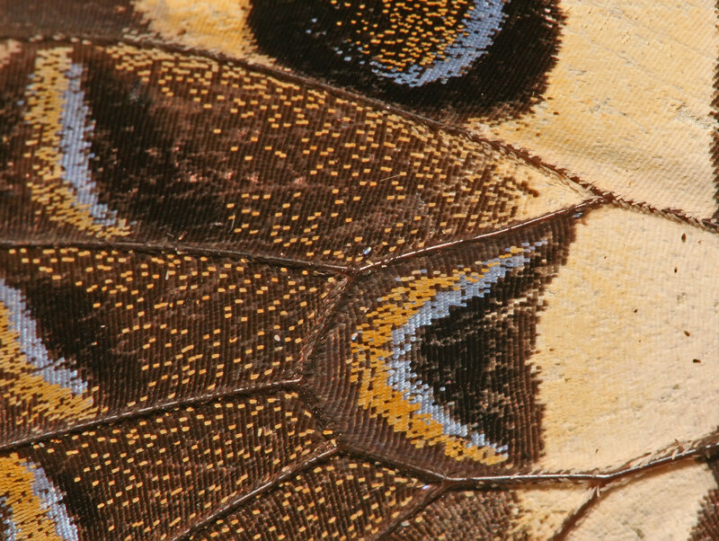 Butterfly Wing Pattern — Brown, Detailed