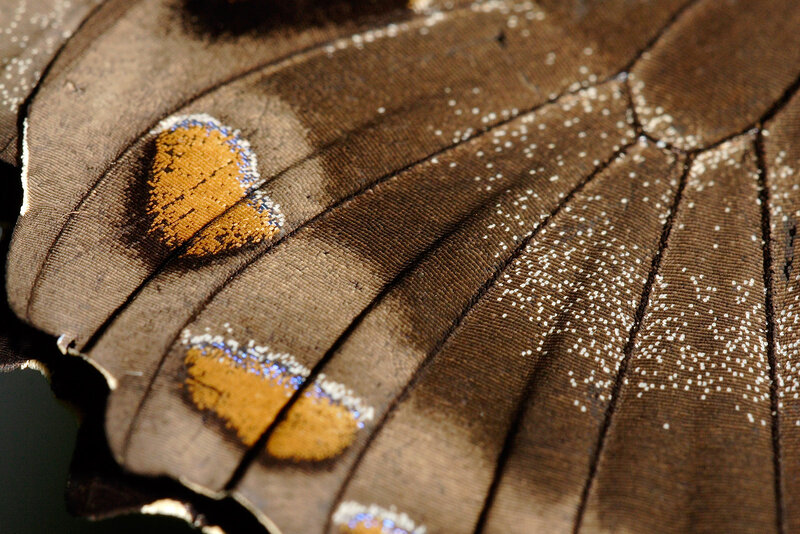 Butterfly Wing Pattern — Brown