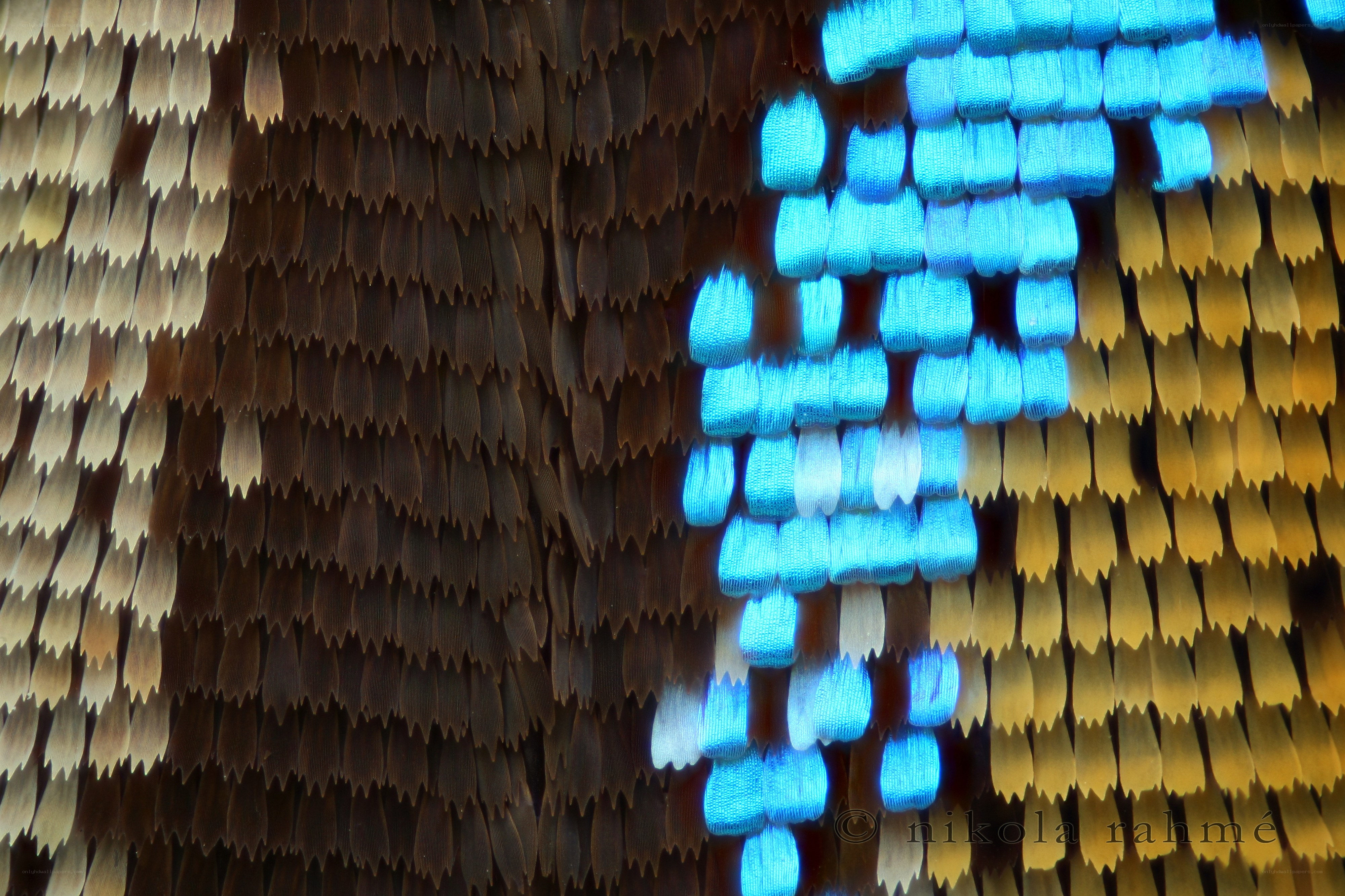 butterfly wing scales