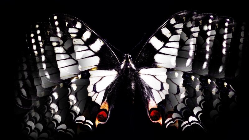 Butterfly with Black and White Wings