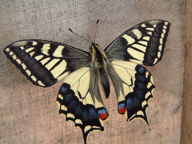 butterfly with black and yellow wings