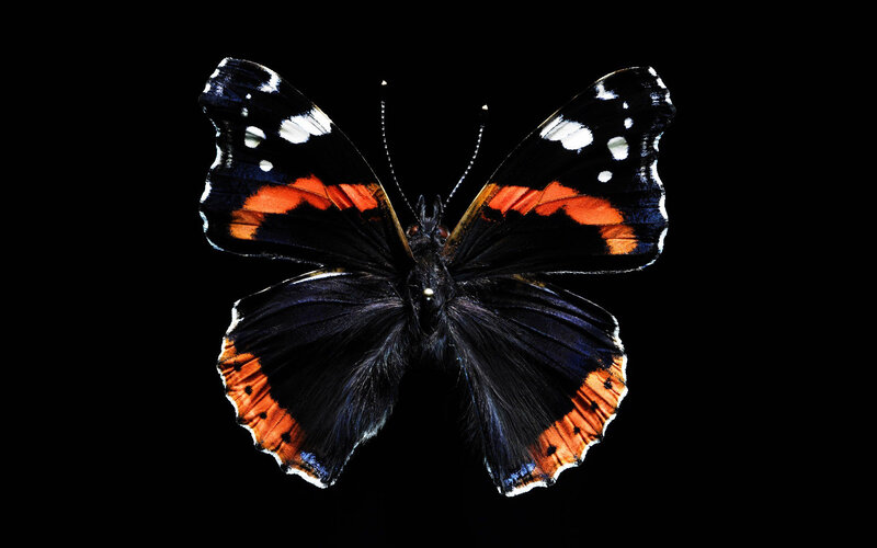 Butterfly with Black Wings — Dramatic