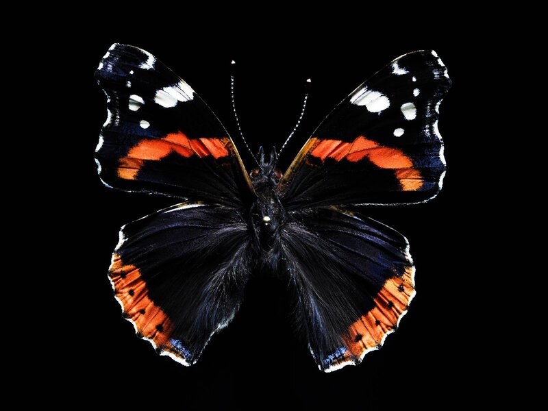 butterfly with black wings