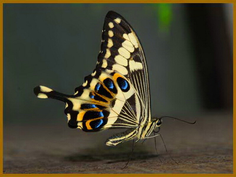 Butterfly with Blue Spots