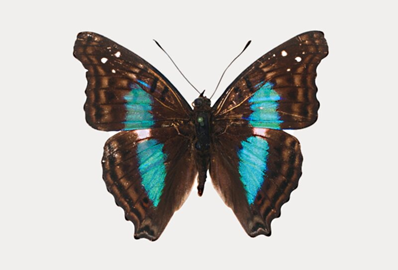 Butterfly with Blue Wings — Brown