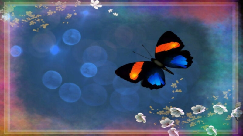 Butterfly with Blue Wings — Serene