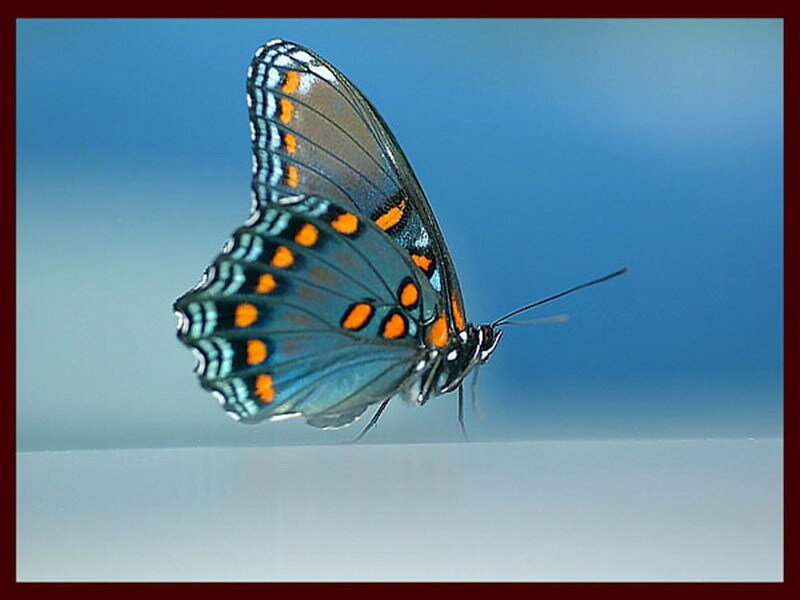 butterfly with blue wings