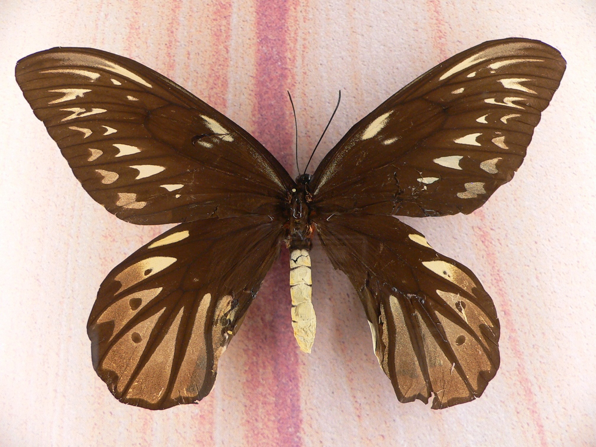 butterfly with brown and white wings