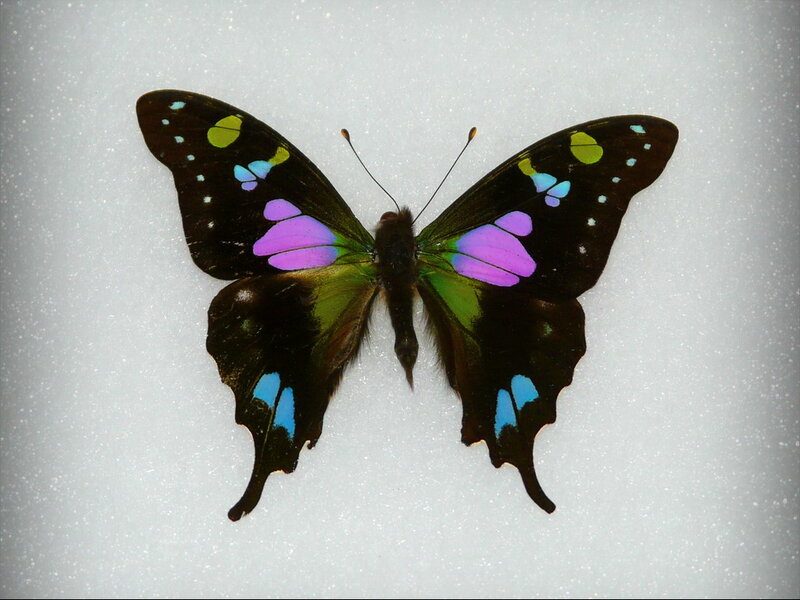 Butterfly with Colorful Wings — Black