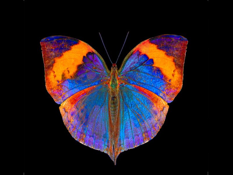 Butterfly with Colorful Wings — Blue, Dramatic