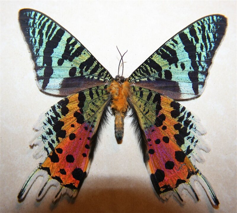 Butterfly with Colorful Wings — Blue