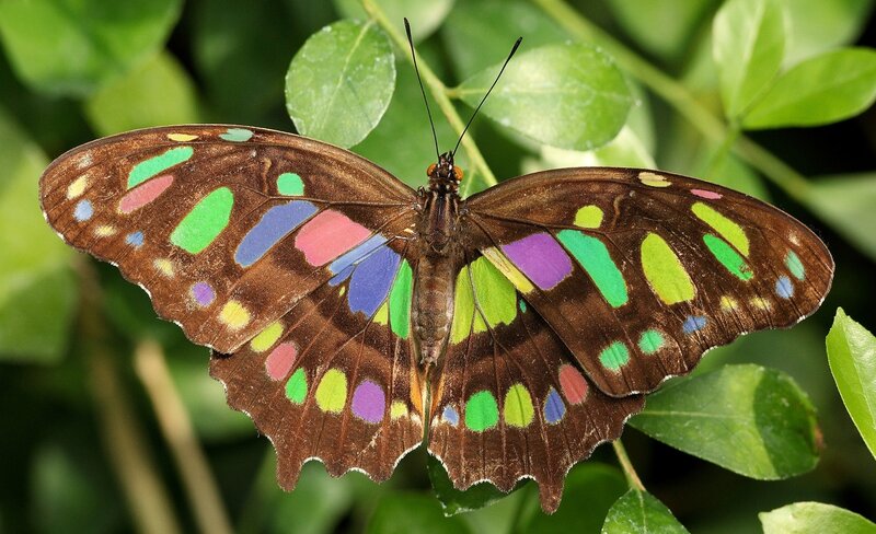 Butterfly with Colorful Wings — Brown