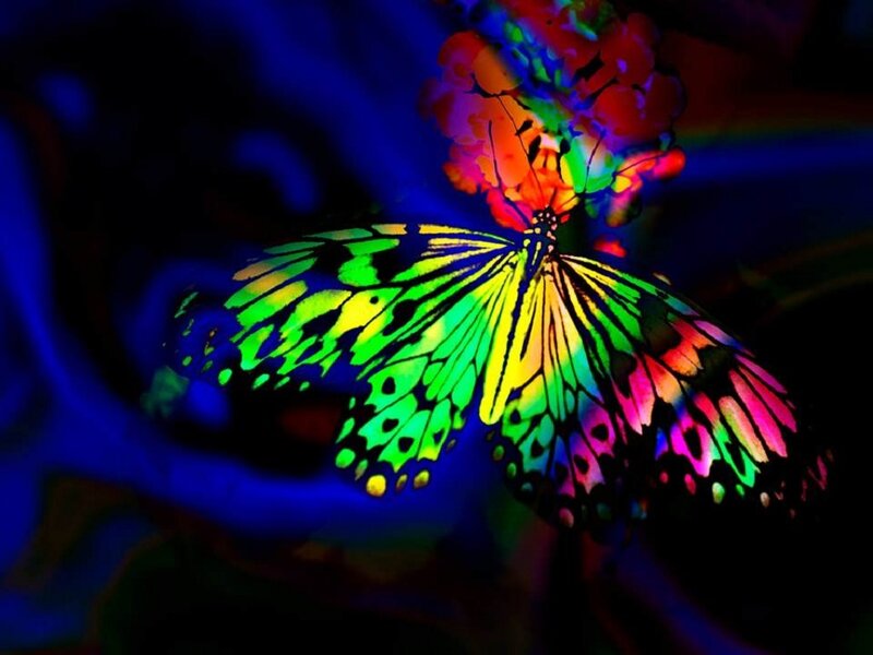 Butterfly with Colorful Wings — Green