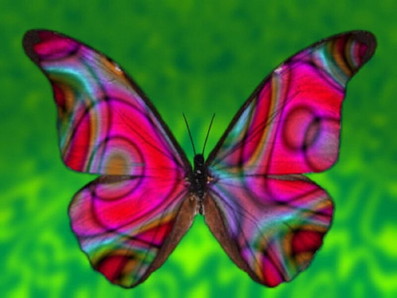 Butterfly with Colorful Wings — Pink