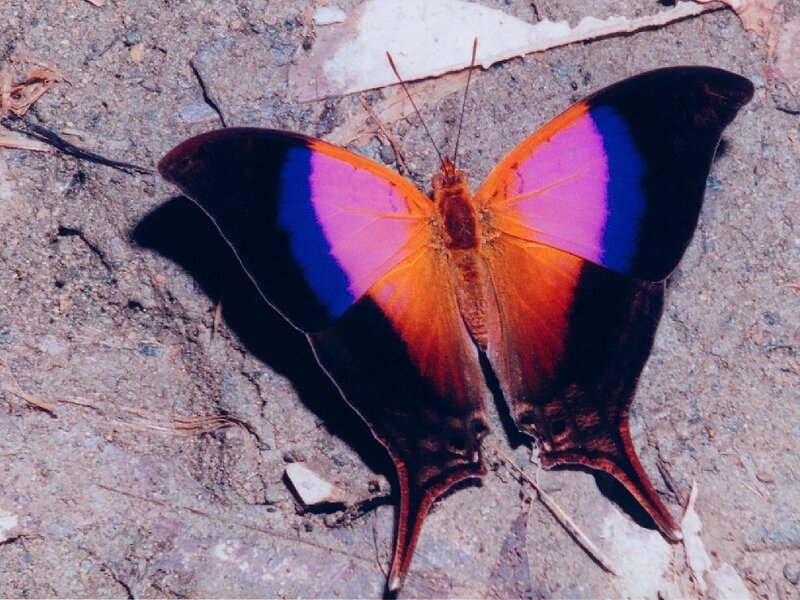 Butterfly with Colorful Wings