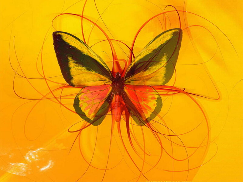 Butterfly with Colorful Wings — Yellow