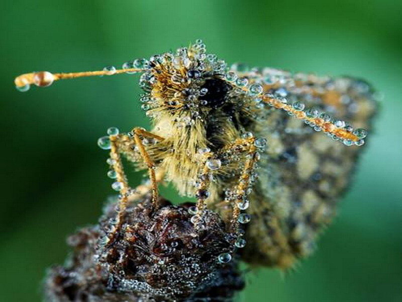 Butterfly with Dew Drops — Brown