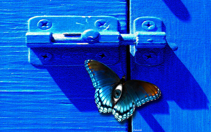 butterfly with eye on blue door