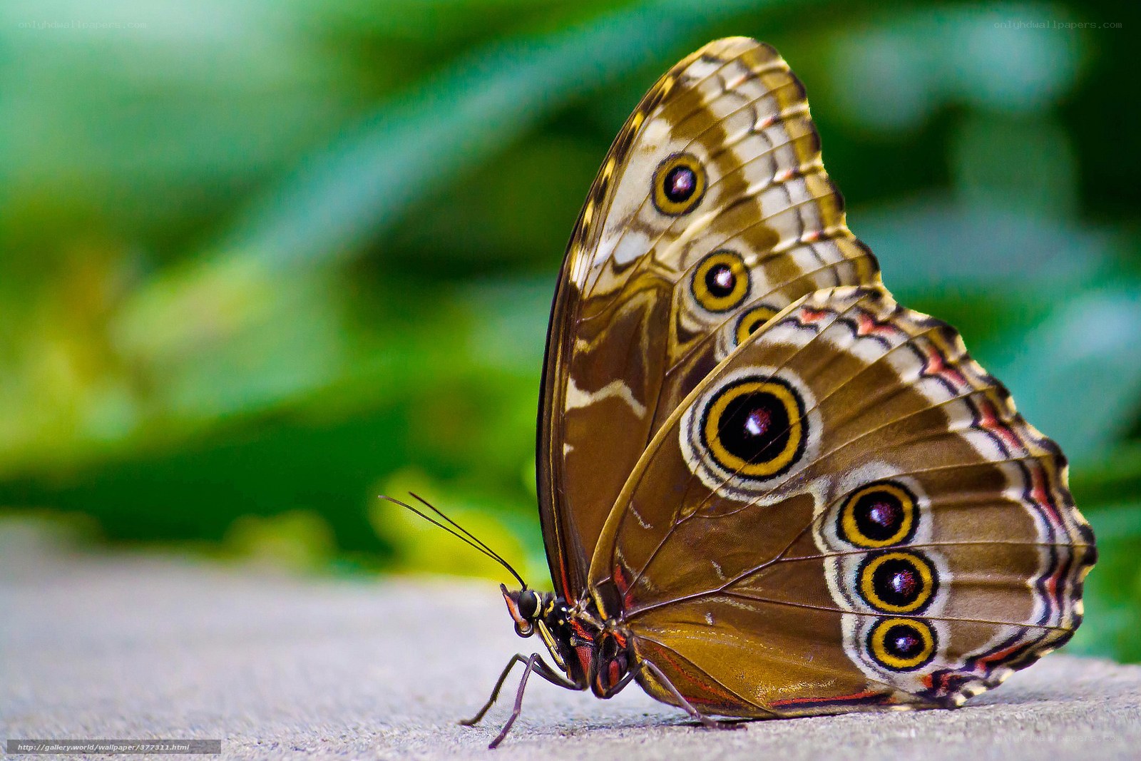 Butterfly with eye spots