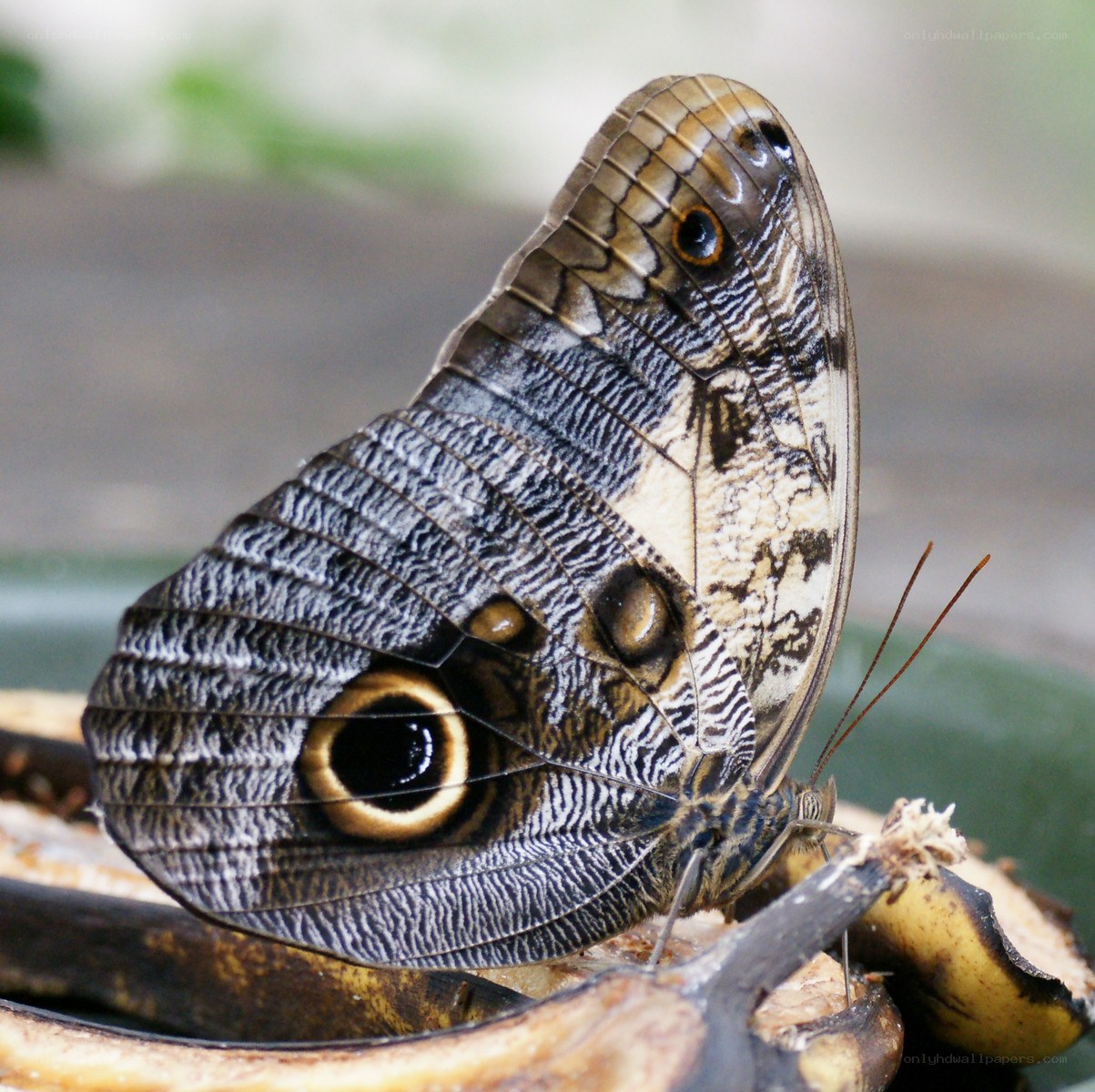 Butterfly with eye spots
