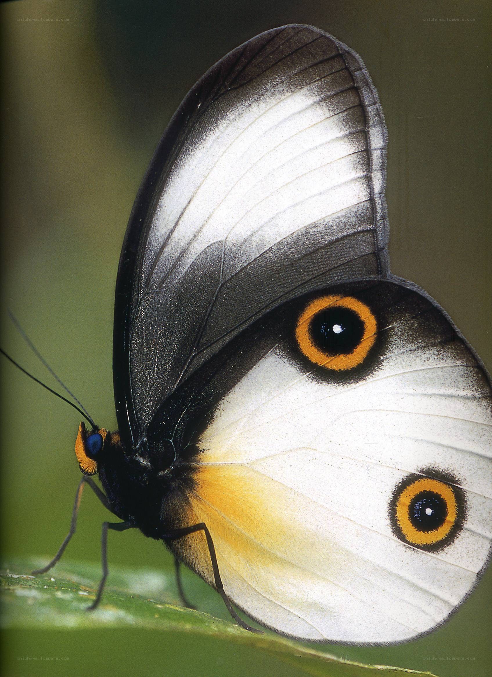 Butterfly with eye spots