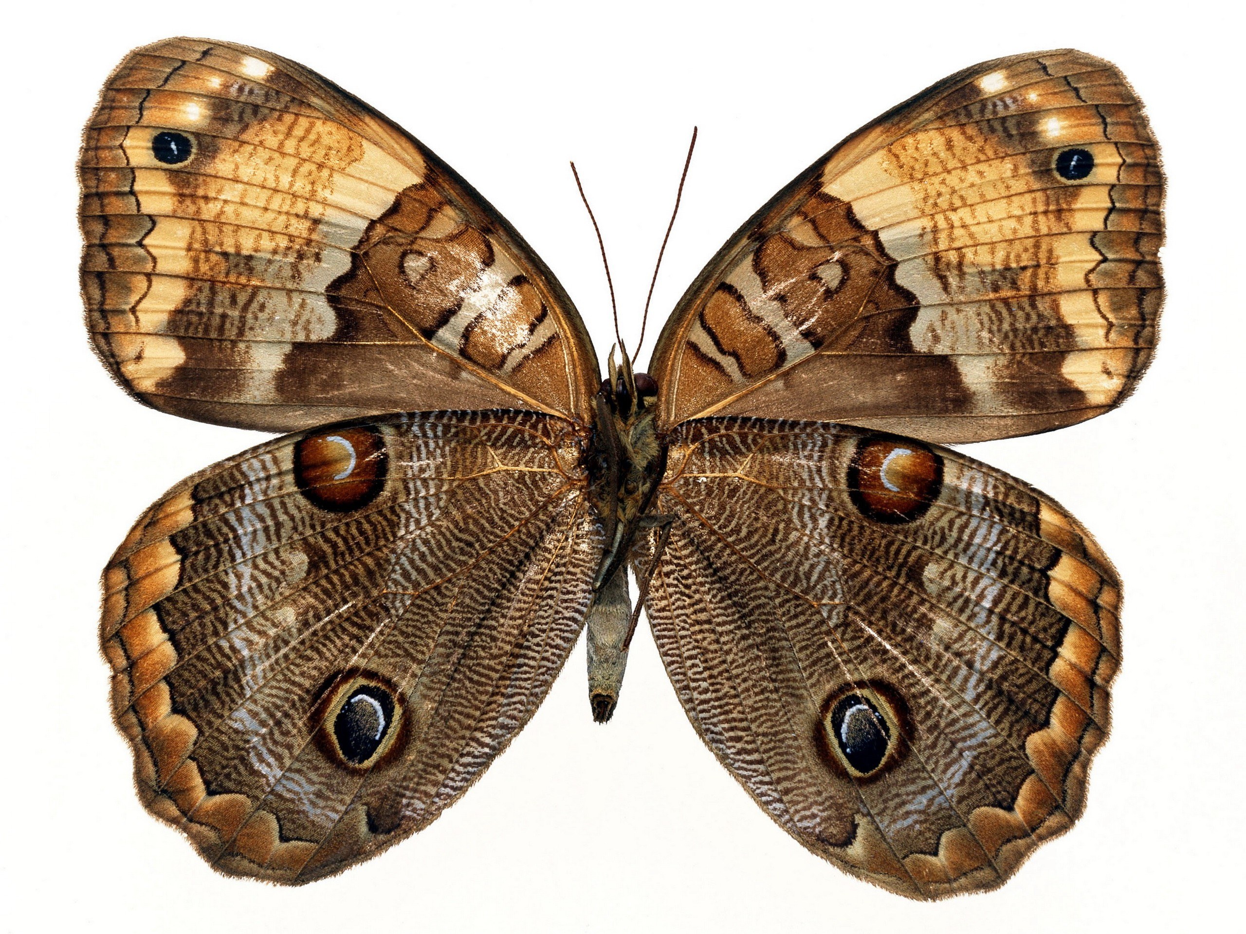 butterfly with eye spots