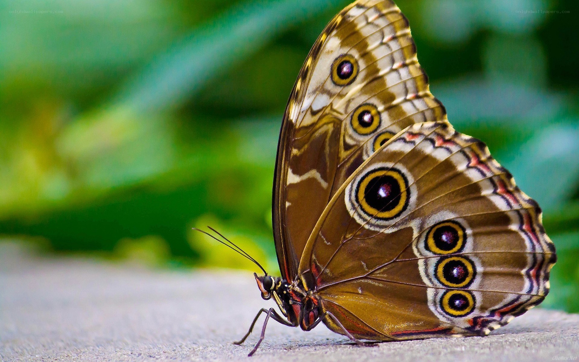 Butterfly with eye spots