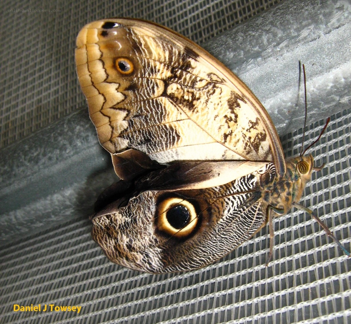 Butterfly with eye spots