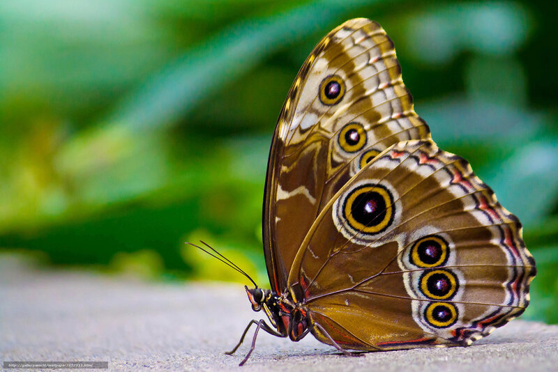 Butterfly with Eye Spots — Brown, Calm
