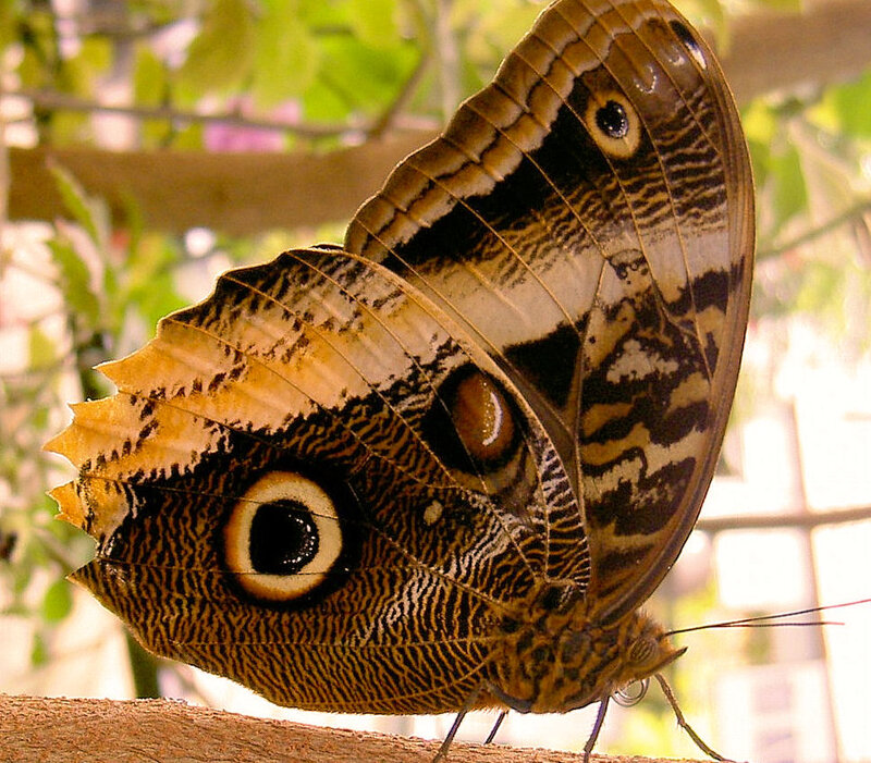 Butterfly with Eye Spots — Brown, Natural, Afternoon