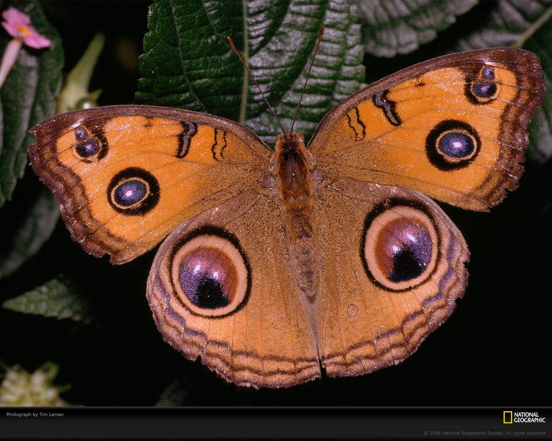 Butterfly with Eye Spots — Brown, Natural, Night