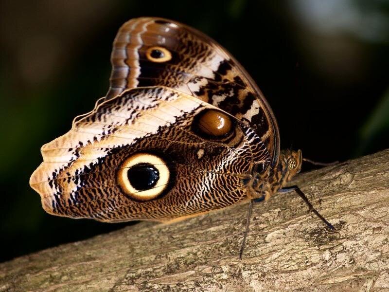 Butterfly with Eye Spots — Brown, Natural
