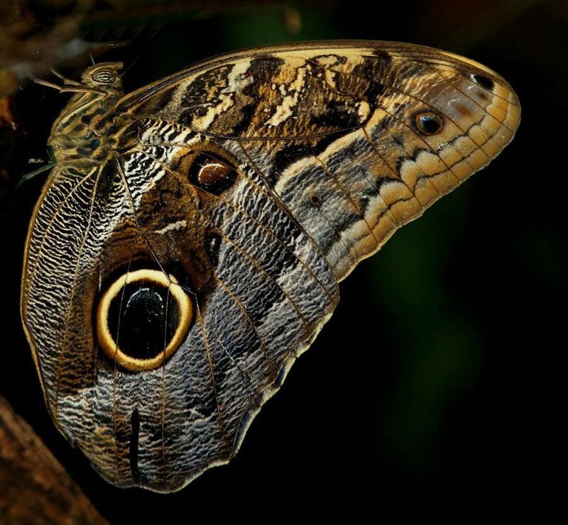 Butterfly with Eye Spots — Brown
