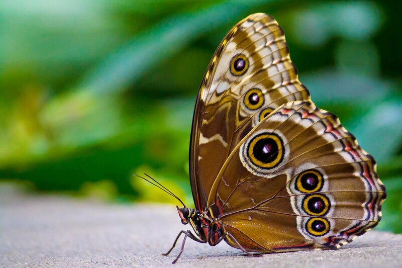 Butterfly with eye spots