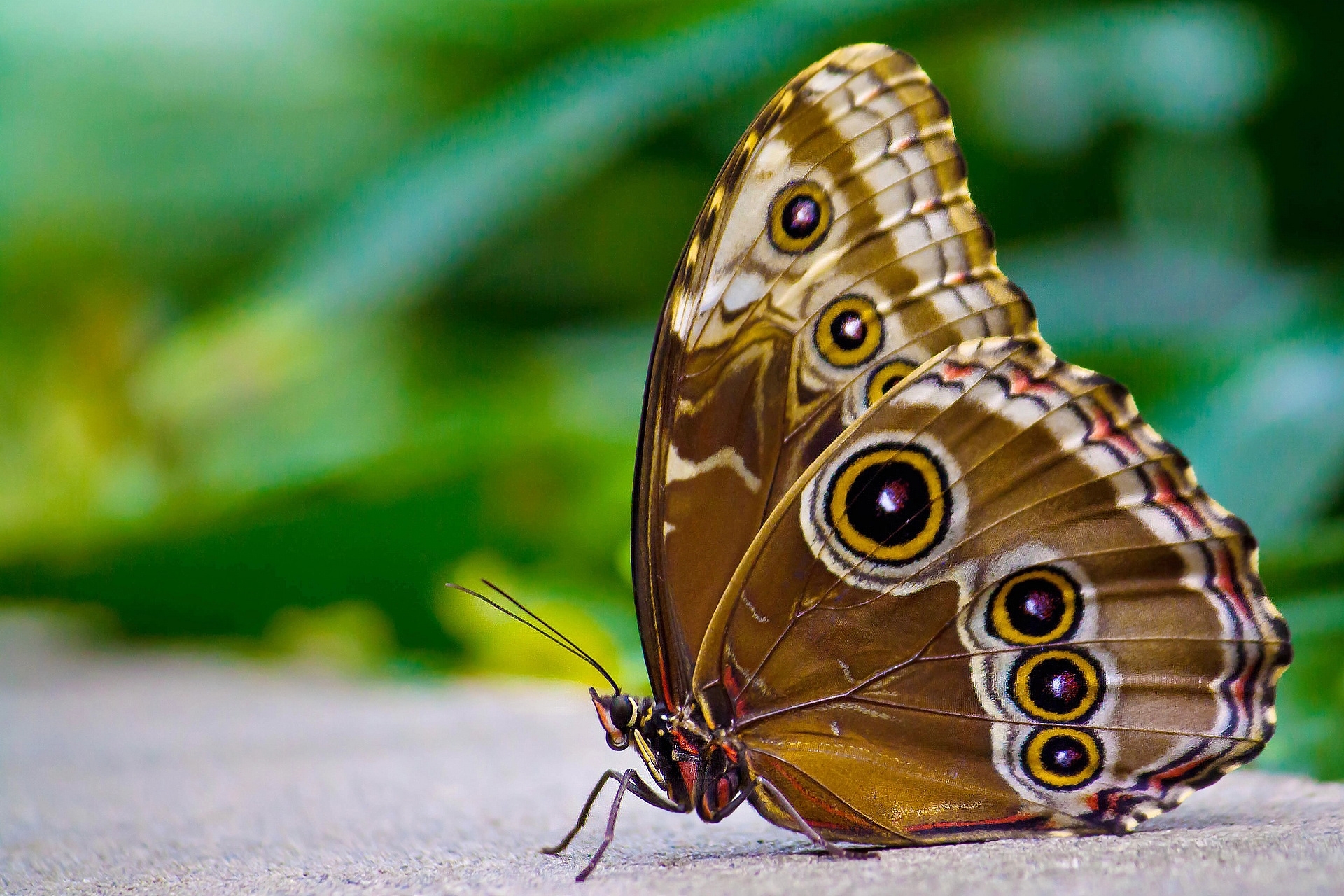 Butterfly with eye spots