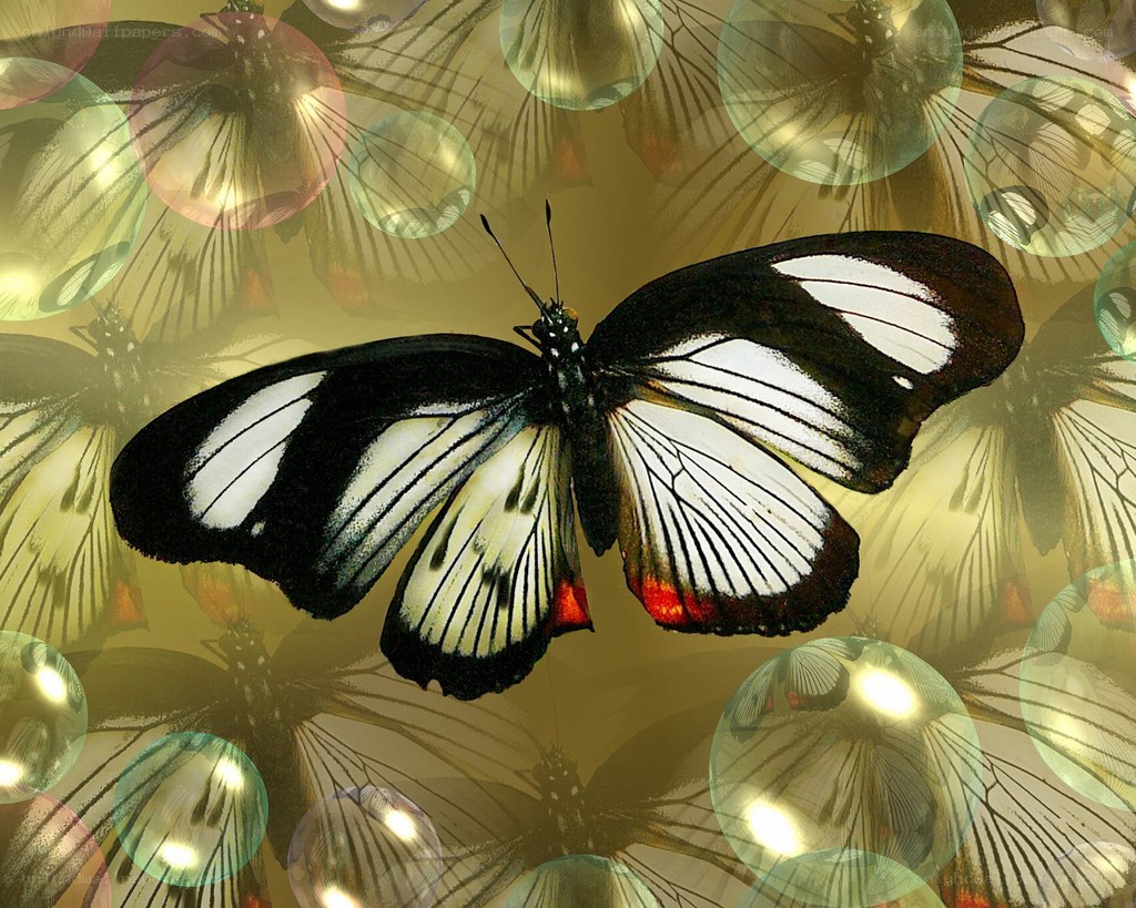 butterfly with glowing orbs