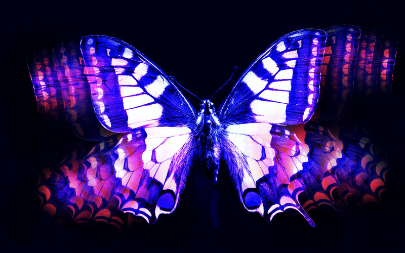 Butterfly with Glowing Wings — Purple, Dramatic