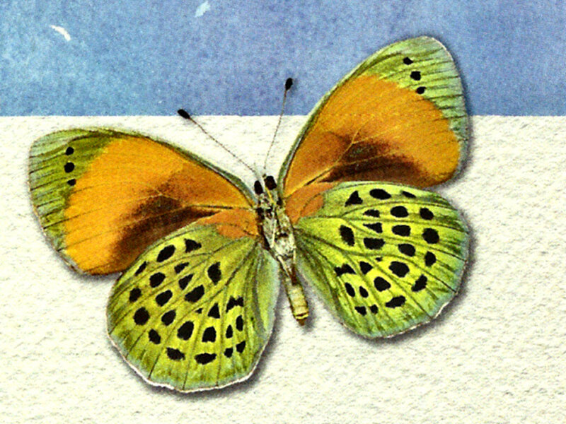 Butterfly with Green and Orange Wings