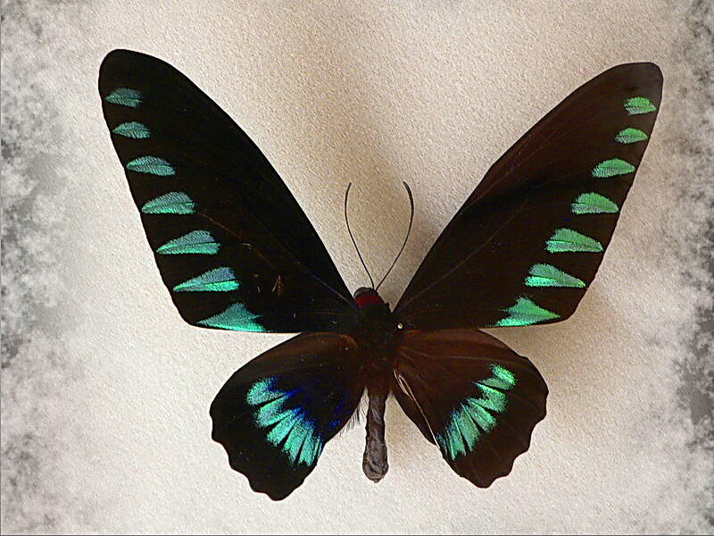 Butterfly with Green Wings