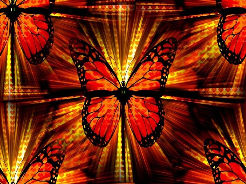Butterfly with heart pattern