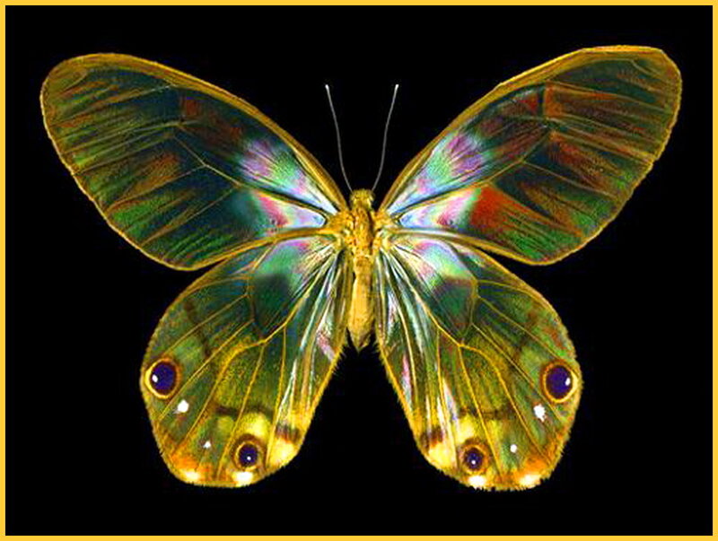 Butterfly with Iridescent Wings — Green