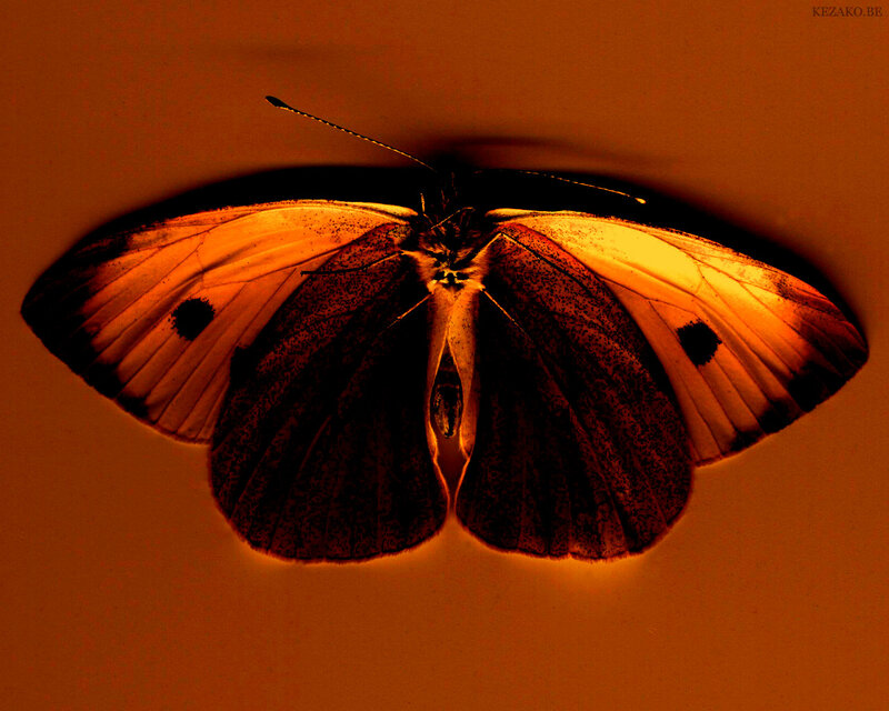 Butterfly with Open Wings — Orange