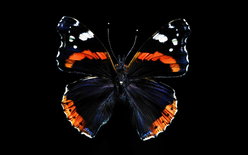 Butterfly with Open Wings