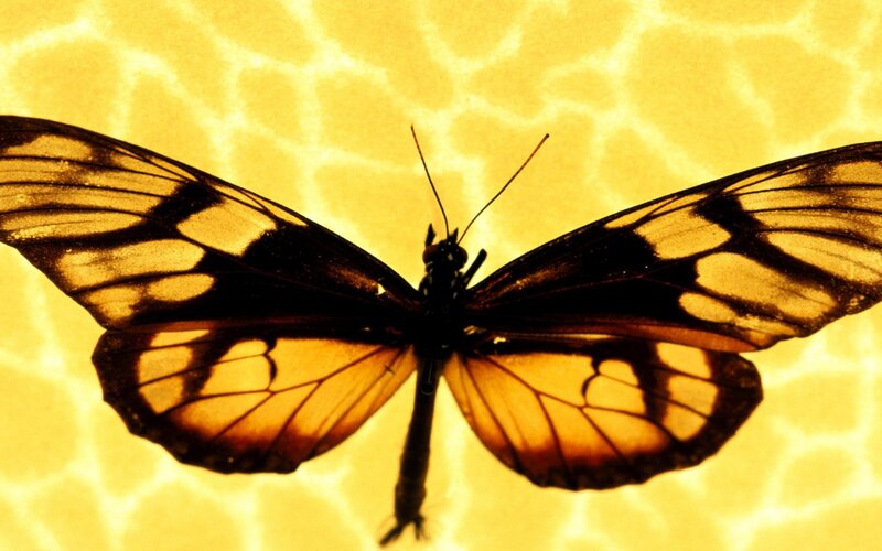 Butterfly with Open Wings — Yellow