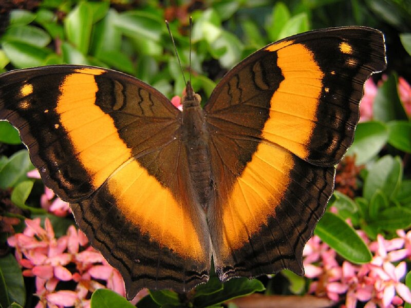 Butterfly with Orange Wings