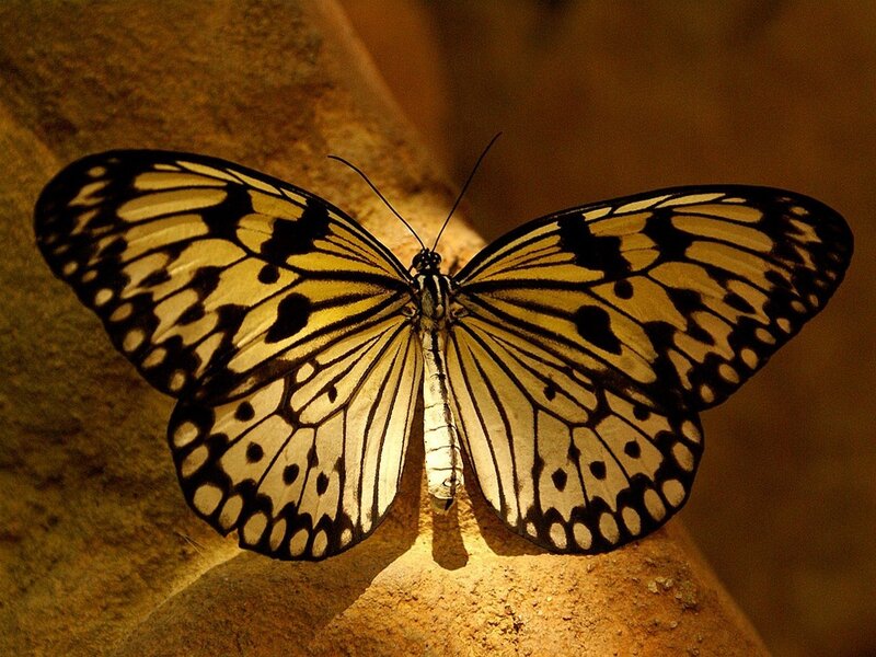 butterfly with patterned wings