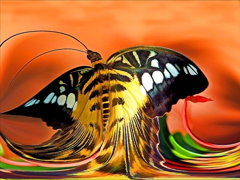 Butterfly with Patterned Wings — Orange