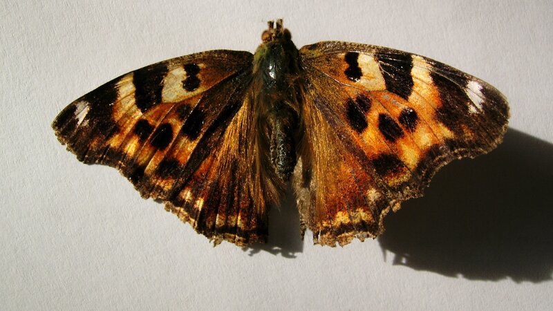 butterfly with patterned wings